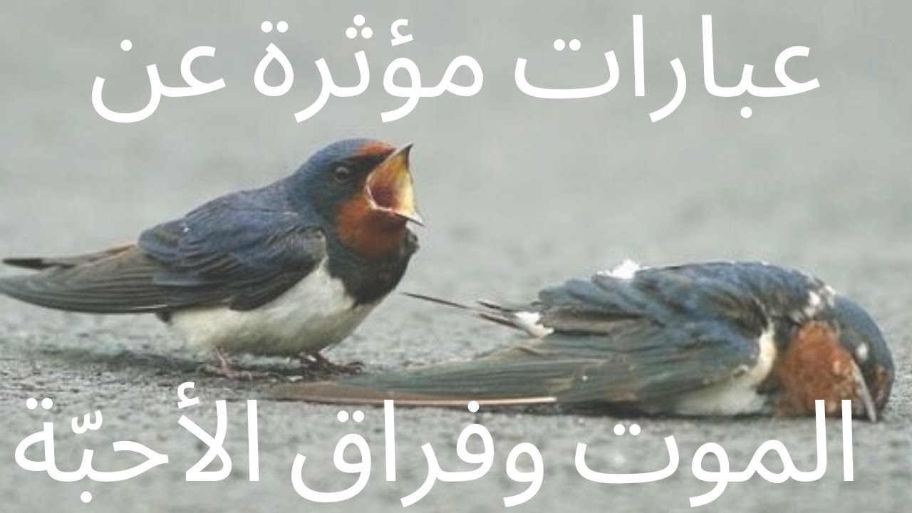 عبارات عن الموت والفراق للأحبة قصيرة مؤثرة