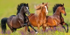 عبارات عن الخيل والمرأة انستقرام عبارات عن الخيل والمرأة انستقرام
