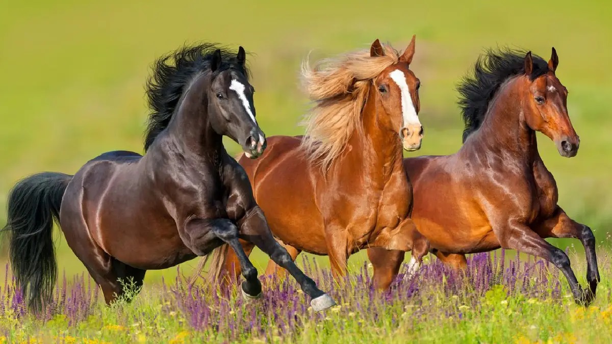 عبارات عن الخيل والمرأة انستقرام