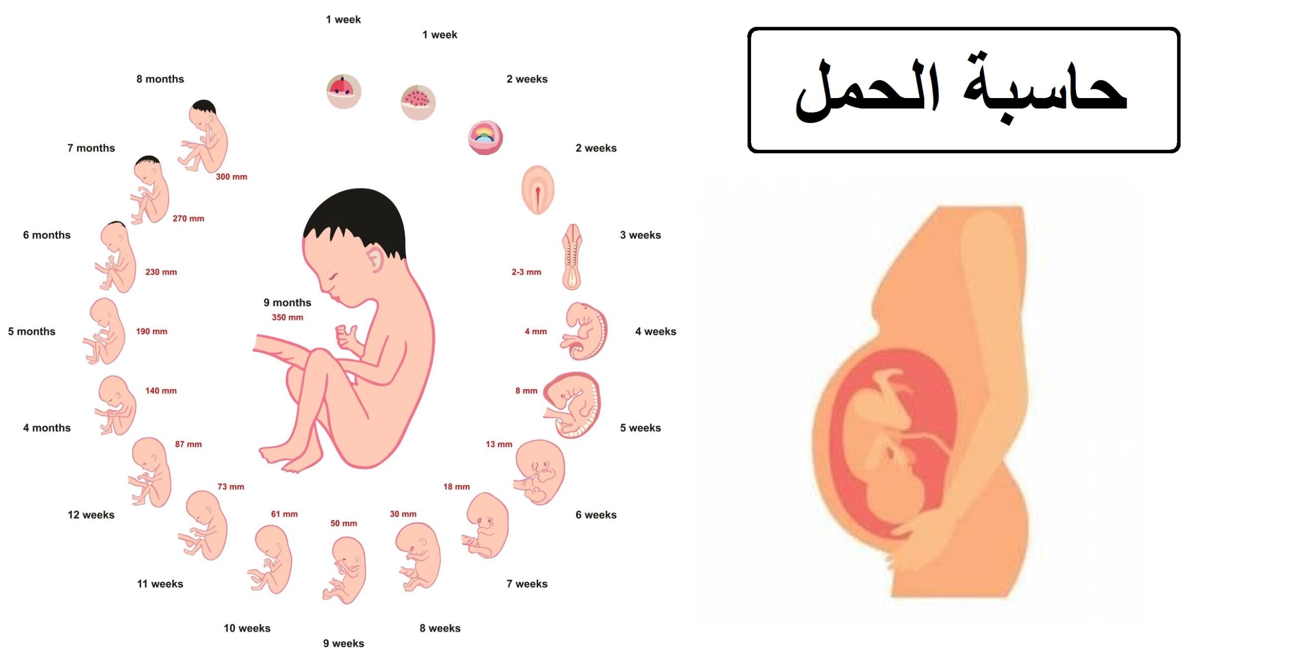 أفضل حاسبة الحمل بالأسابيع سوبر ماما