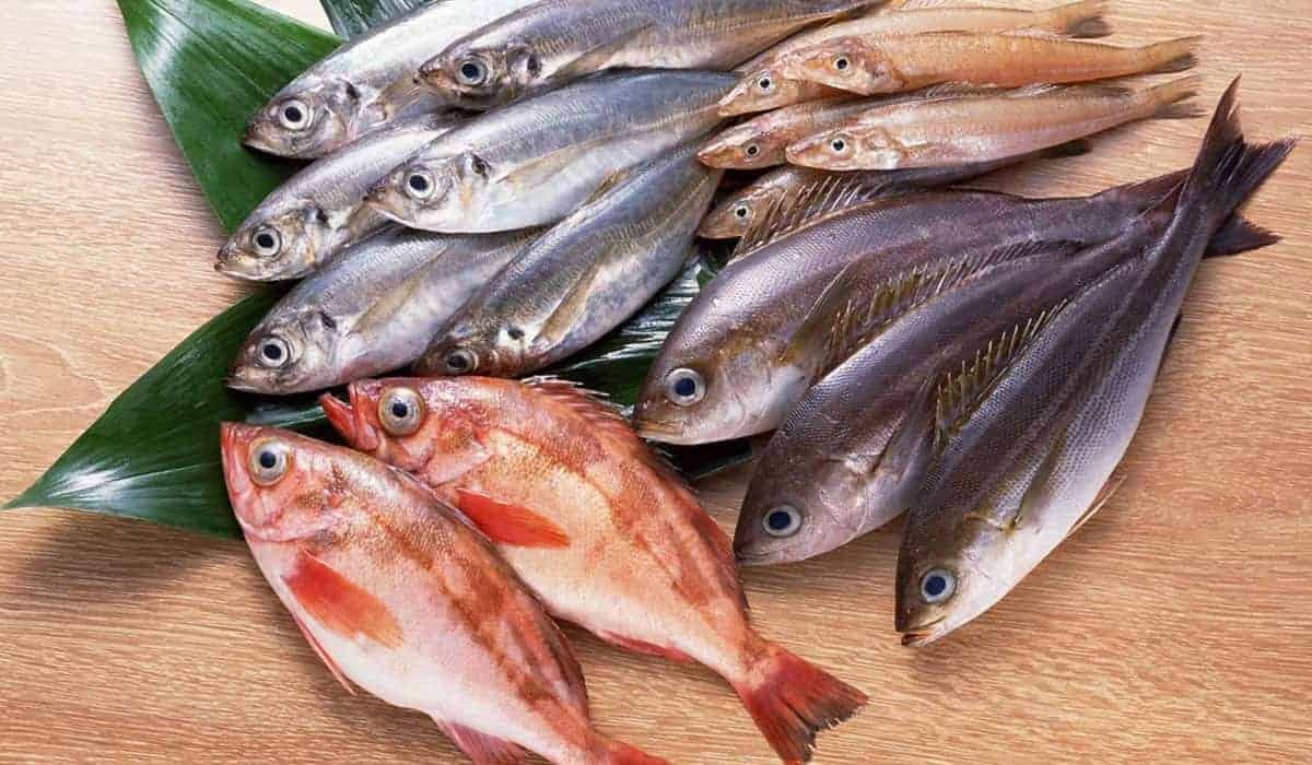 افضل انواع السمك في الكويت