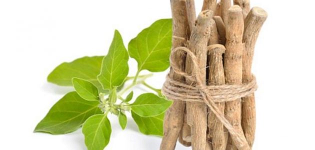 تجربتي مع عشبة الاشواجندا