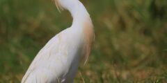 اسم طائر بحرف خ الخاء ومعلومات عنه