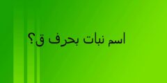 اسماء بنات بحرف القاف ق 2024 اسم بنت بحرف ق