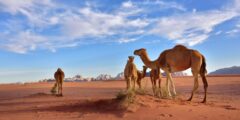 اصل العبودي وش يرجع .. شجرة عائلة العبودي