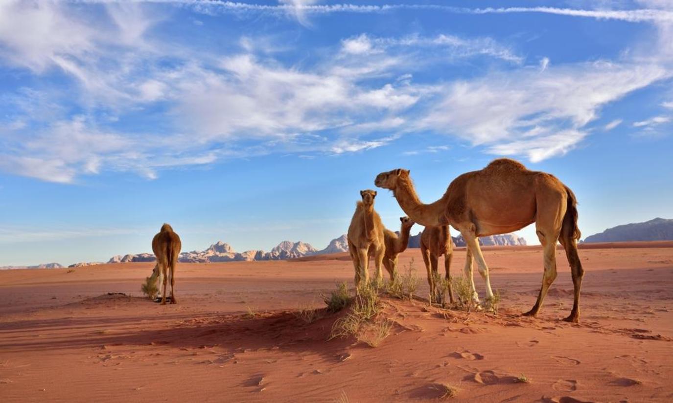 اصل العبودي وش يرجع .. شجرة عائلة العبودي