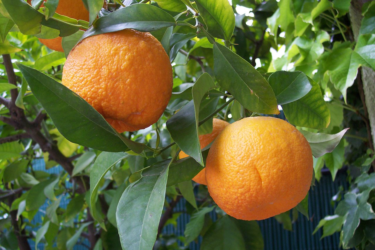 اماكن بيع الزنباع ؟