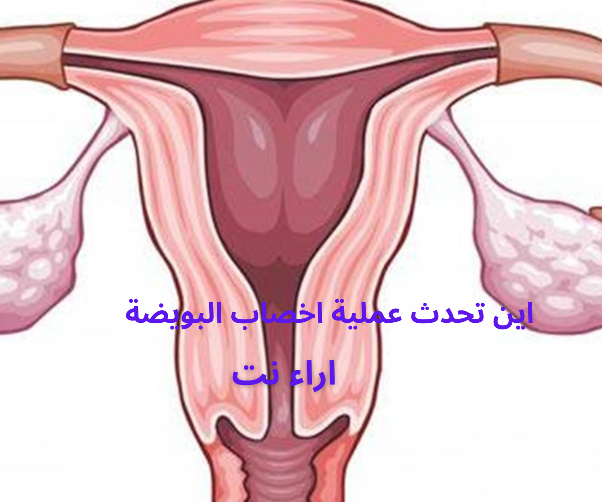 اين تحدث عملية اخصاب البويضة