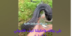 بلي ريقك واحكيلنا كيف ظلموكي