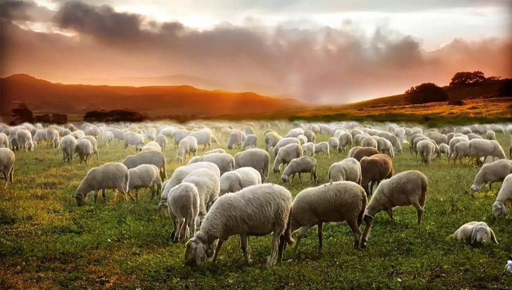 تجربتي مع تربية الأغنام وهل مربحة