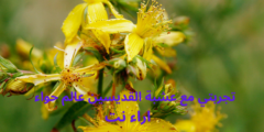 تجربتي مع عشبة القديسين عالم حواء