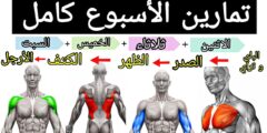 كم تمرين لكل عضلة في اليوم توضيح مفصل