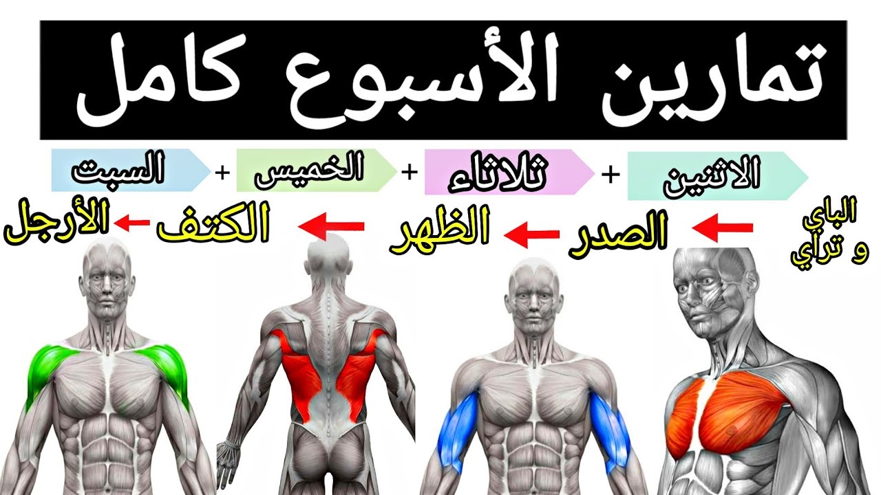 كم تمرين لكل عضلة في اليوم توضيح مفصل
