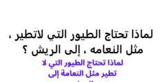 لماذا تحتاج الطيور التي لا تطير مثل النعامة إلى الريش