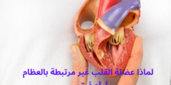 لماذا عضلة القلب غير مرتبطة بالعظام