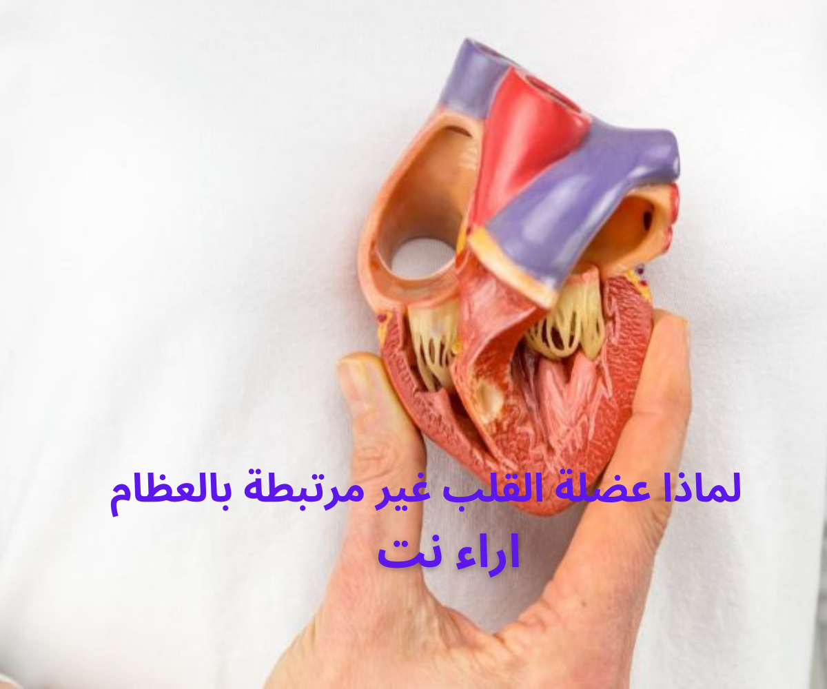 لماذا عضلة القلب غير مرتبطة بالعظام