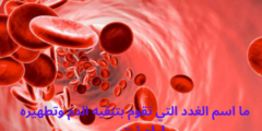 ما اسم الغدد التي تقوم بتنقيه الدم وتطهيره