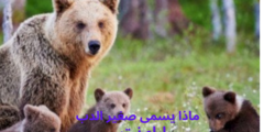 ماذا يسمى صغير الدب
