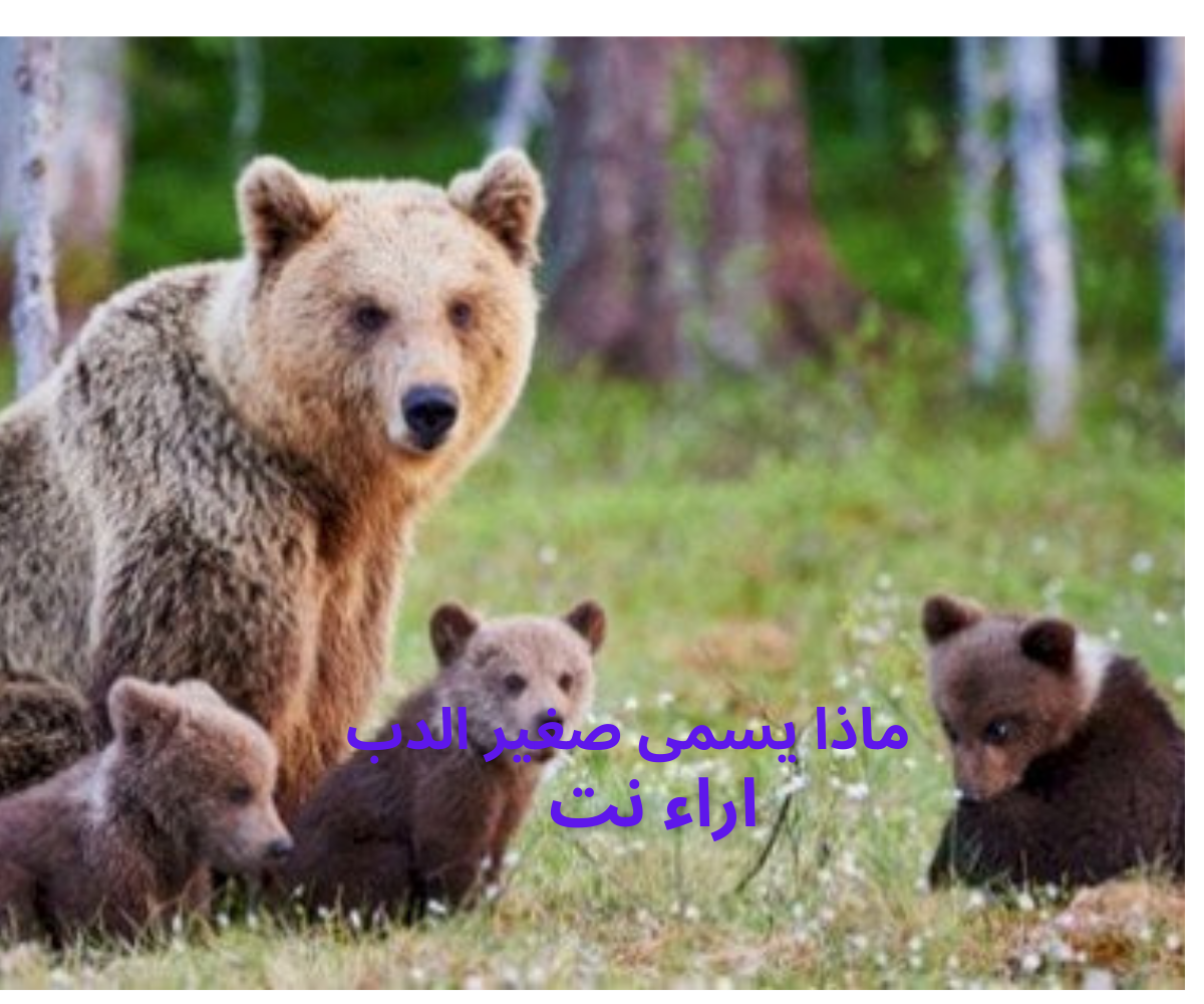 ماذا يسمى صغير الدب