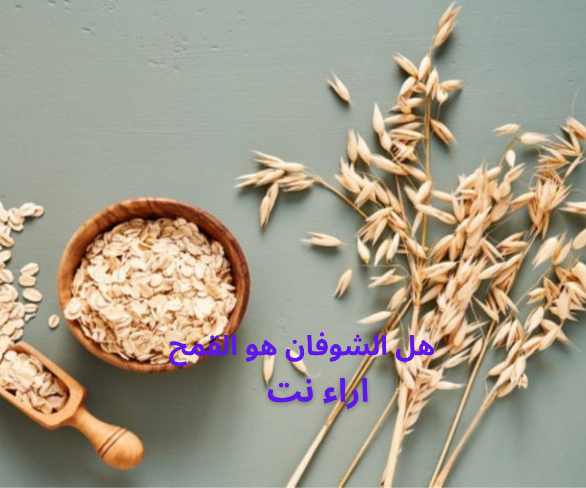 هل الشوفان هو القمح