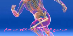 هل جميع الهياكل العظميه تتكون من عظام