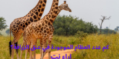 كم عدد العظام الموجودة في عنق الزرافة؟
