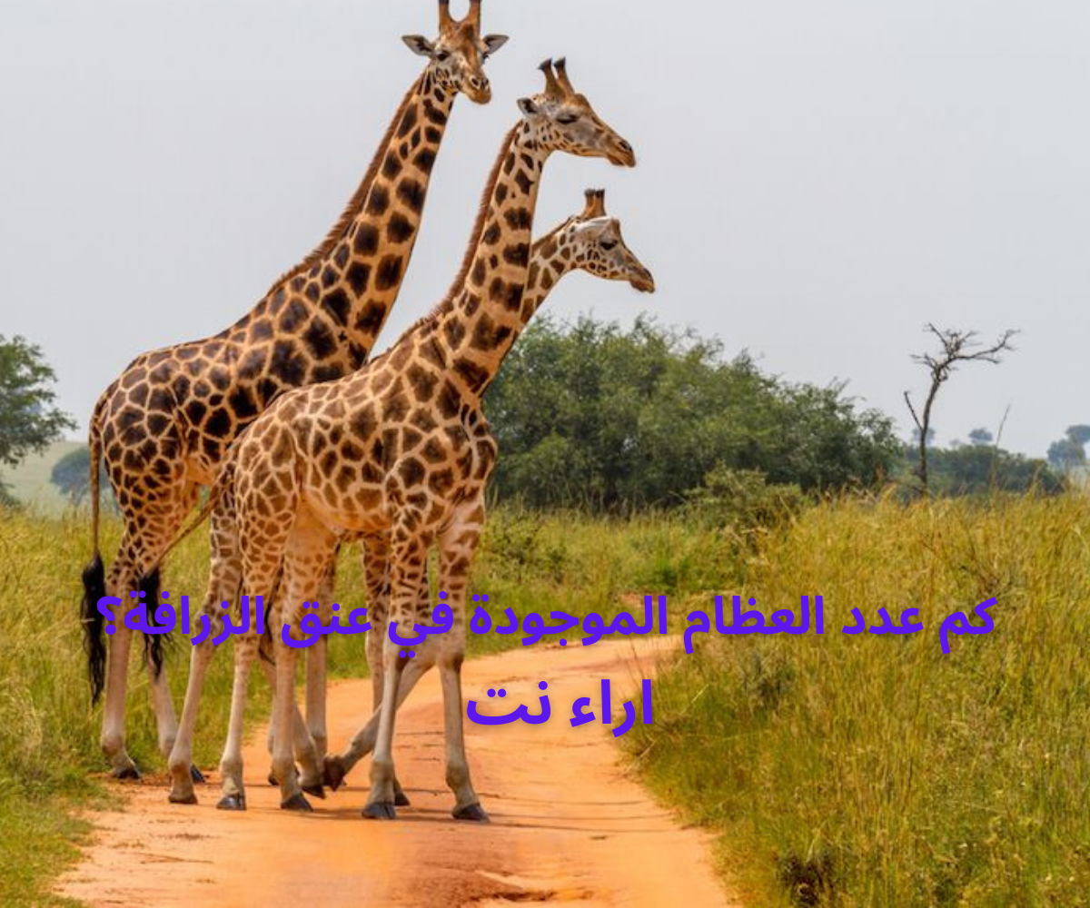 كم عدد العظام الموجودة في عنق الزرافة؟