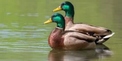 ماذا ياكل البط الصغير من طعام البيت